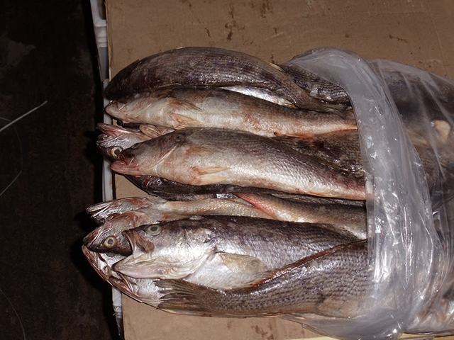 imagen de carpas fileteadas